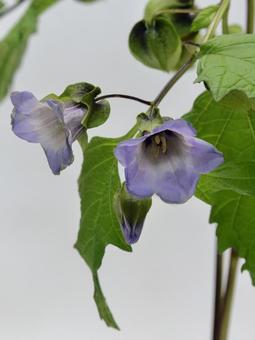 クロホウズキの花 クロホウズキの花 クロホウズキ,花,植物の写真素材