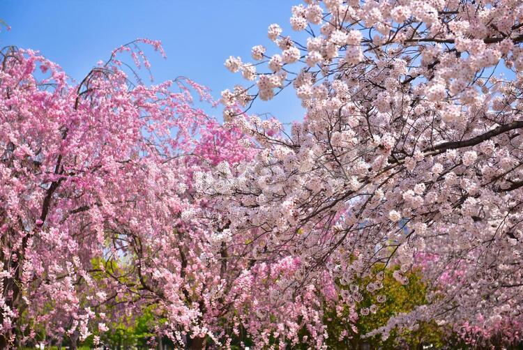 満開の桜の木 春,植物,樹木の写真素材