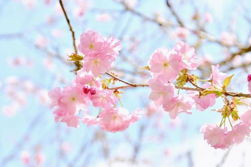 紅色の桜　紅豊 桜,紅豊,八重桜の写真素材