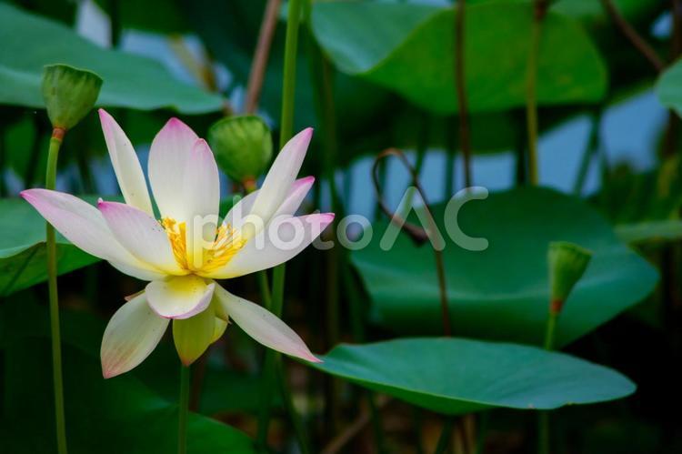蓮池５ 蓮,花,植物の写真素材