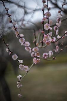 春の梅 春の梅の写真
