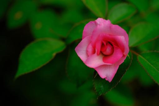 〔薔薇〕うらら バラ,ばら,薔薇の写真素材