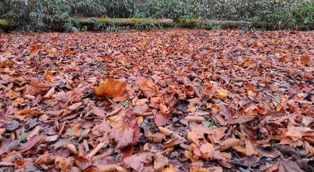 Photo, deciduous leaves, to die, winter, 
