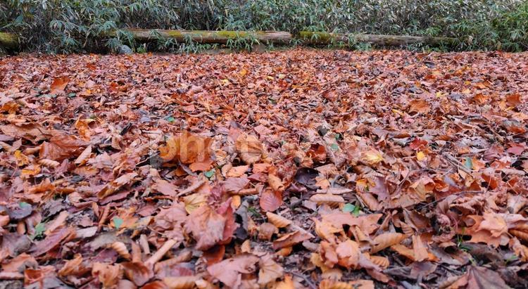 乾いた枯れ落葉③ 落葉,枯れる,冬の写真素材