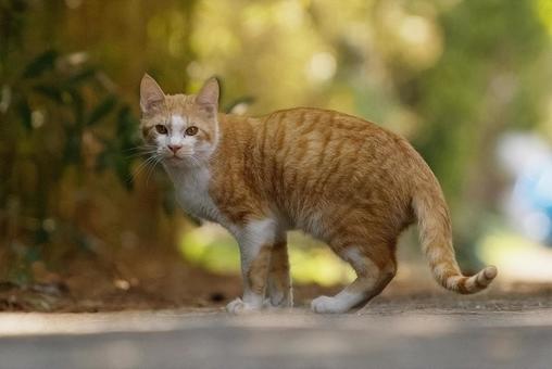 見つめる野良猫 見つめる野良猫 猫,野良猫,ネコの写真素材
