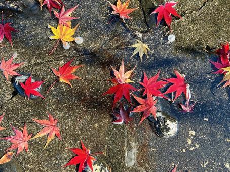 散ったもみじ 落ち葉,もみじ,散ったもみじの写真素材