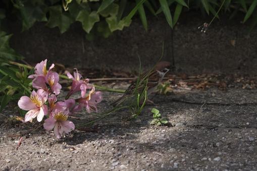 花とスズメ 花とスズメの写真