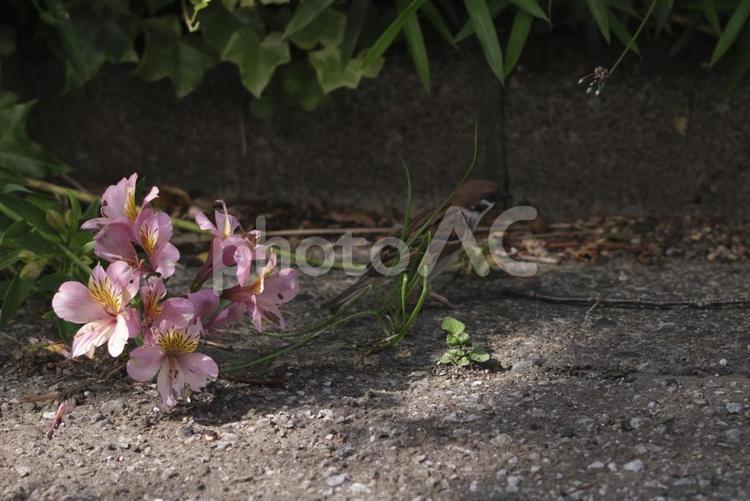 花とスズメ スズメ,花,雀の写真素材