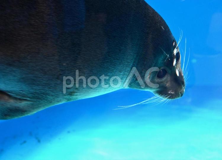 深く潜るアザラシ アザラシ,泳ぐ,動物園の写真素材