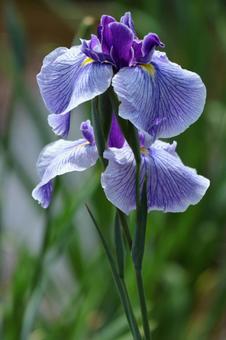 端莊優雅地綻放, JPG 端莊優雅地綻放, hana shio, iris, flower, JPG