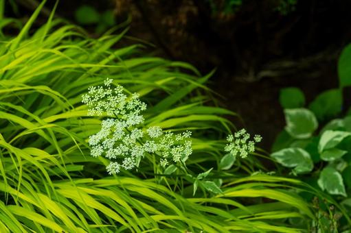 あふれる緑と清楚な花 イワミツバ,葉,花の写真素材