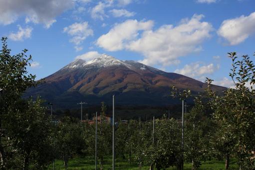 りんご畑＿岩木山＿青空 りんご,秋,果物の写真素材
