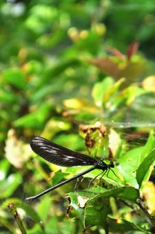 Blending in with the summer shadows, autumn, insect, dragonfly, JPG