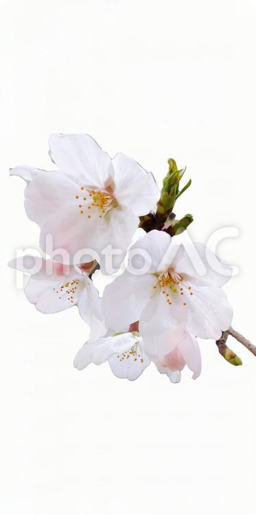 桜　PSD切り抜き さくら,サクラ,春の写真素材