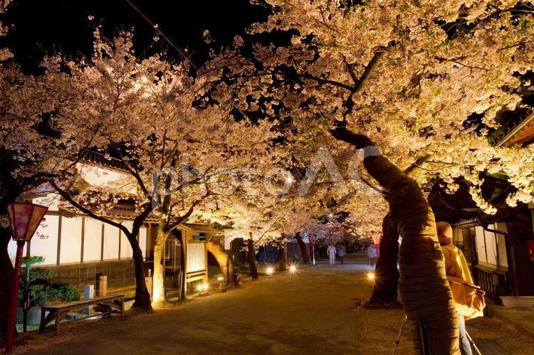 新庄村のがいせん桜 桜,夜景,ライトアップの写真素材