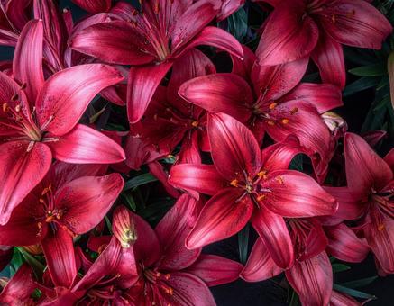 花 花の写真