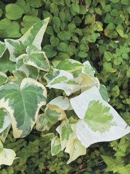 plants plantsの写真