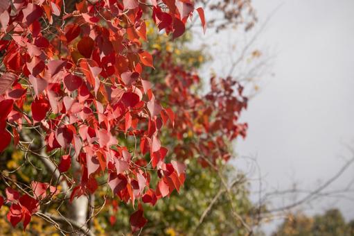 秋に赤く色づいた木の葉 紅葉,赤い葉,秋の写真素材