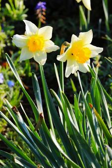 Photo, furosaki daffodil, yellow, cream, 