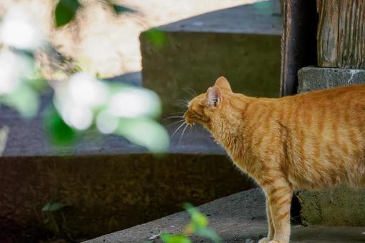 猫(196) 猫(196)の写真