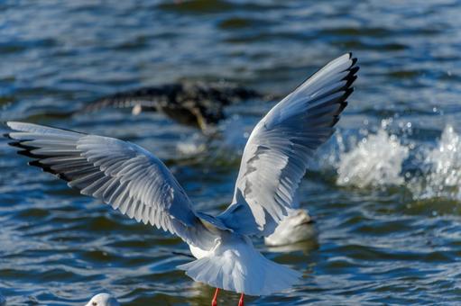 水面から飛び立つユリカモメの後ろ姿 水面から飛び立つユリカモメの後ろ姿 ユリカモメ,鳥,野鳥の写真素材