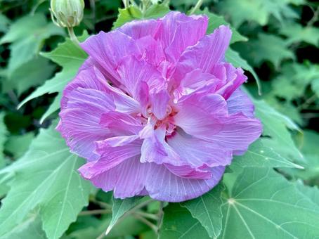 酔芙蓉 酔芙蓉の写真