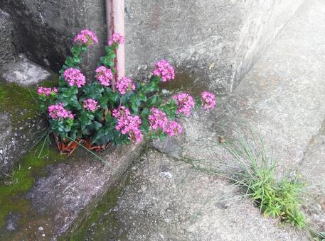 花 花の写真