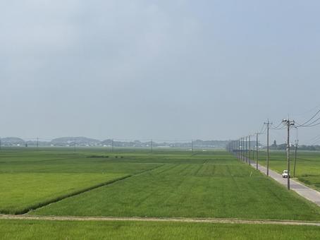 夏の田んぼの写真