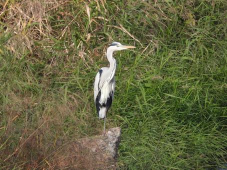 近所の小川で撮ったアオサギ 鳥,野鳥,バードウォッチングの写真素材