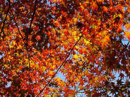 燃えるような色の郊外の木々の紅葉 燃えるような色の郊外の木々の紅葉 紅葉,葉,木の写真素材