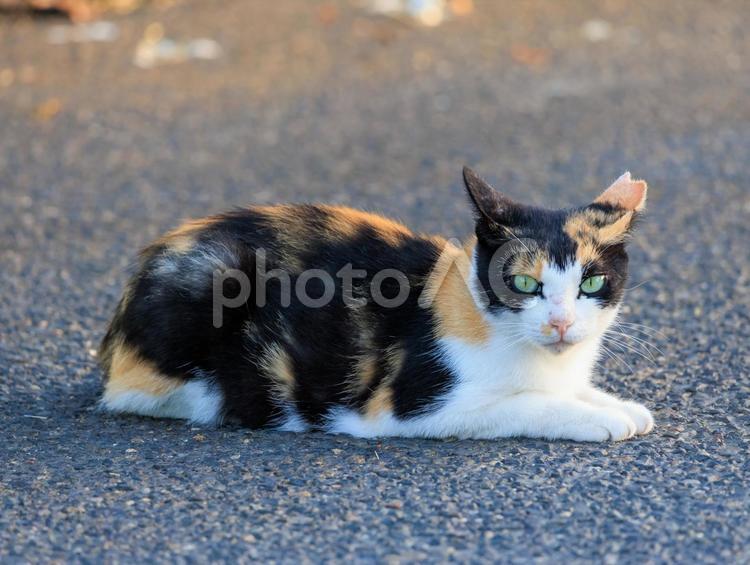 駐車場でまったり寛ぐ三毛猫です。 野良猫,三毛猫,地域猫の写真素材