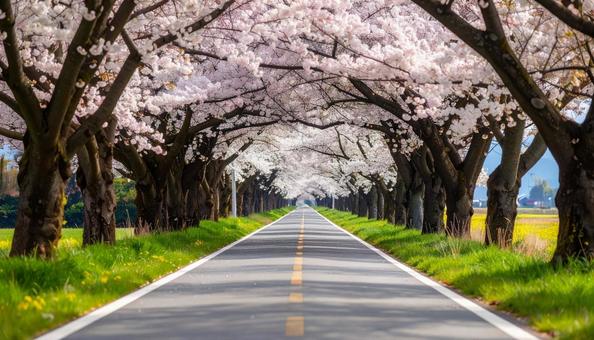 桜 桜の写真