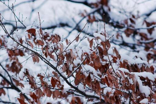 雪化粧の枯葉と枝 雪,冬,枯葉の写真素材