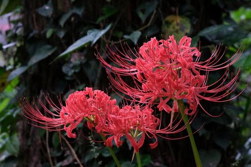 赤い彼岸花 赤い彼岸花 彼岸花,ヒガンバナ,曼珠沙華の写真素材