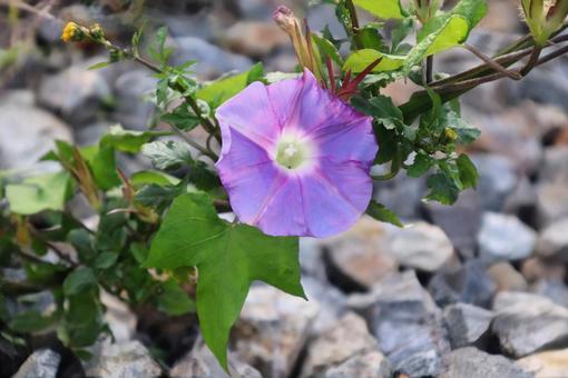 生命力がある 朝顔,花,flowerの写真素材