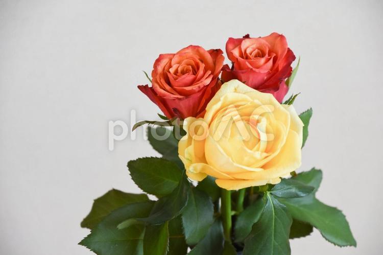 赤と黄色のばら ばら,薔薇,赤の写真素材