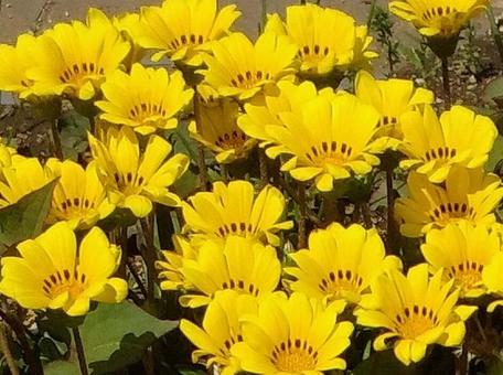 花 花の写真