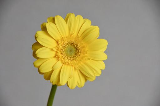 黄色いガーベラ ガーベラ,黄色,イエローの写真素材