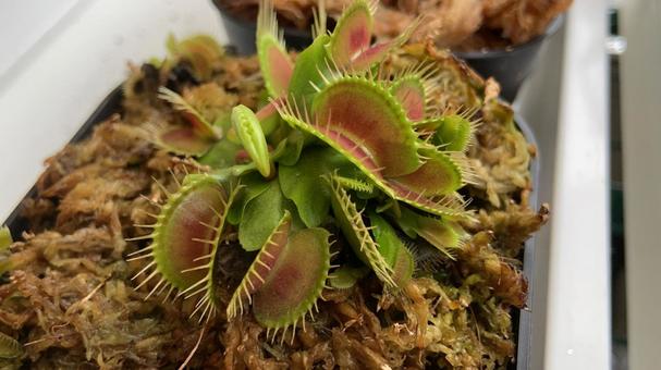 食虫植物 ハエトリソウ 食虫植物 ハエトリソウ 植物,食虫植物,緑の写真素材