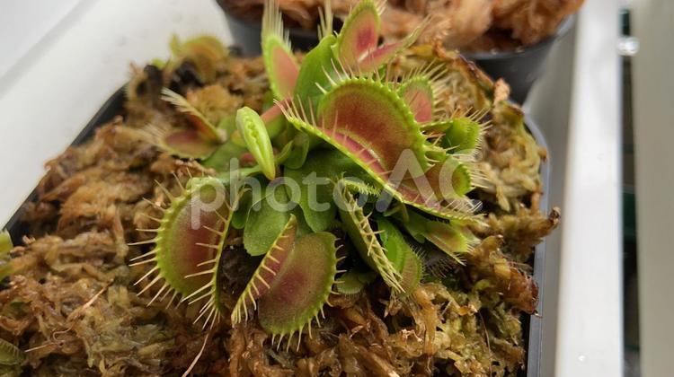 食虫植物　ハエトリソウ 植物,食虫植物,緑の写真素材