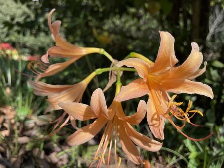 彼岸花　橙色の写真