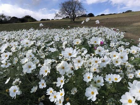 コスモス 白 コスモス 白 コスモス,秋桜,秋の写真素材