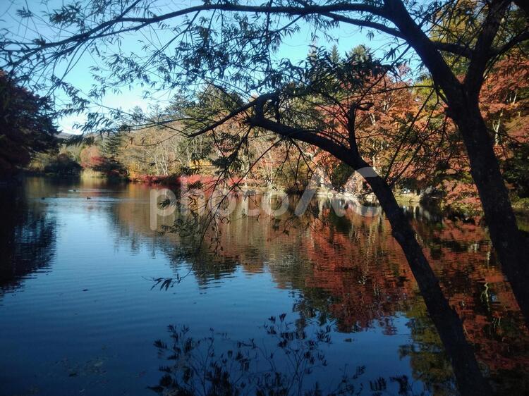 秋の軽井沢の雲場池 雲場池,軽井沢,紅葉の写真素材