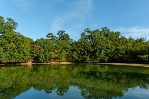 湖面に映る夏の緑 湖面に映る夏の緑 湖,水面,反射の写真素材