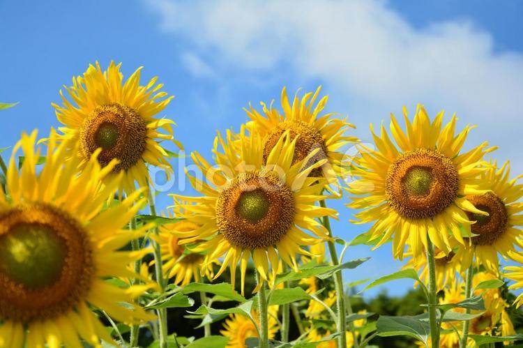 ヒマワリと青空 ひまわり,花,植物の写真素材