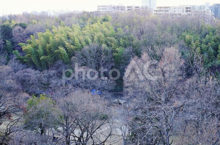 冬枯れの公園を見下ろす 公園,冬枯れ,木々の写真素材