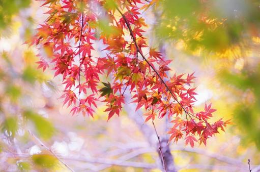 色鮮やかな秋の紅葉 色鮮やかな秋の紅葉の写真