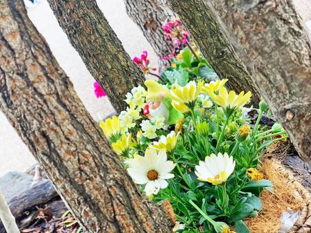 森のこびとの写真