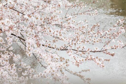 桜 桜の写真