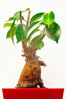 ガジュマルの仕立て ガジュマル,鉢植え,仕立ての写真素材